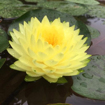Cây Giống hoa súng Puttaruskara