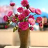 Cây Giống hoa súng thái hồng