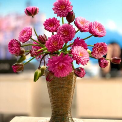 Cây Giống hoa súng thái hồng