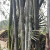 cây tre diễn giống hàng đào gốc