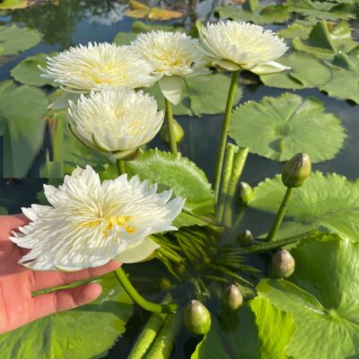 Cây Giống hoa súng Khao trắng (khao hinson )
