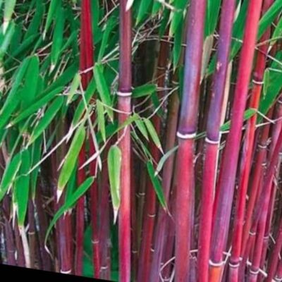 Hạt Giống tre Merah Indo - Bambu Merah F1 nhập khẩu