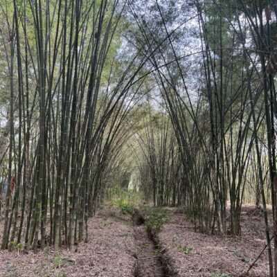 Cây Tre TẦM VÔNG giống - cây đánh thân tách gốc