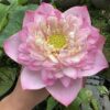 HOA SEN " LD 06 "