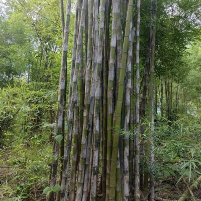 tre Ruak đen (CÂY GIỐNG GIEO HẠT) - tre siêu sinh khối - được coi là loài tre lấy thân làm kinh tế tốt nhất ở Thái Lan