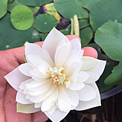 HOA SEN mini " Trắng Kép "