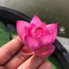 HOA SEN mini " Maedow "