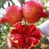 Cây giống lựu đỏ ấn độ nhập khẩu