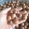 HẠT GIỐNG CÂY MẮC CA - 1KG