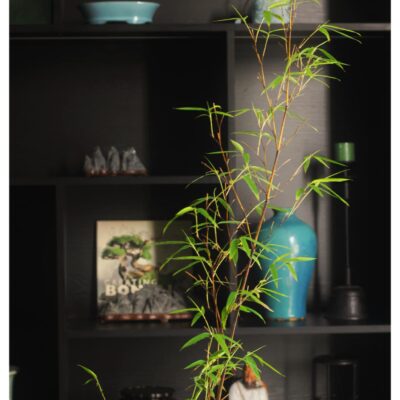 Huyền Trúc ( trúc đen Đà Lạt)