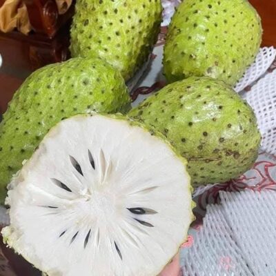 CÂY GIỐNG MÃNG CẦU XIÊM THÁI - NHẬP KHẨU