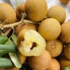 CÂY GIỐNG NHÃN XUỒNG CƠM VÀNG