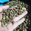 HẠT GIỐNG CÂY SAO ĐEN - 1KG