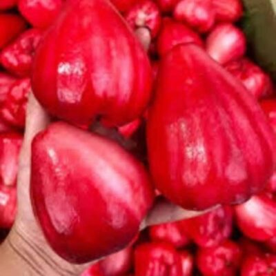 Cây Giống Mận đỏ kiến sen