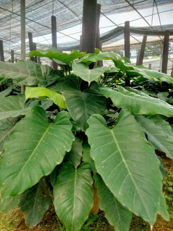 CHẬU CÂY TRẦU BÀ SUBIN -Philodendron Subincisum CHẬU CÂY TRẦU BÀ SUBIN -Philodendron Subincisum