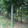 Cây giống TRÚC MẶT PHẬT