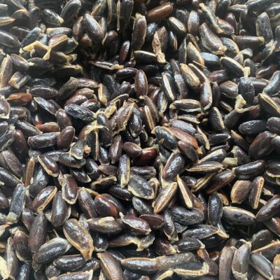 HẠT GIỐNG CÂY VÚ SỮA HOÀNG KIM - 1KG