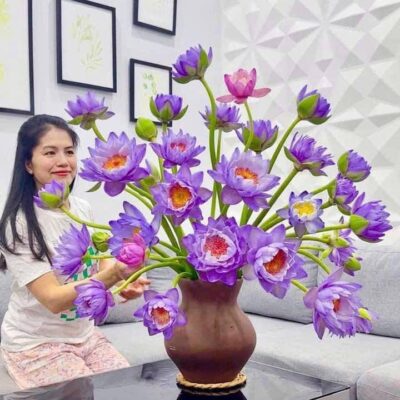 Cây Giống hoa súng úc tím
