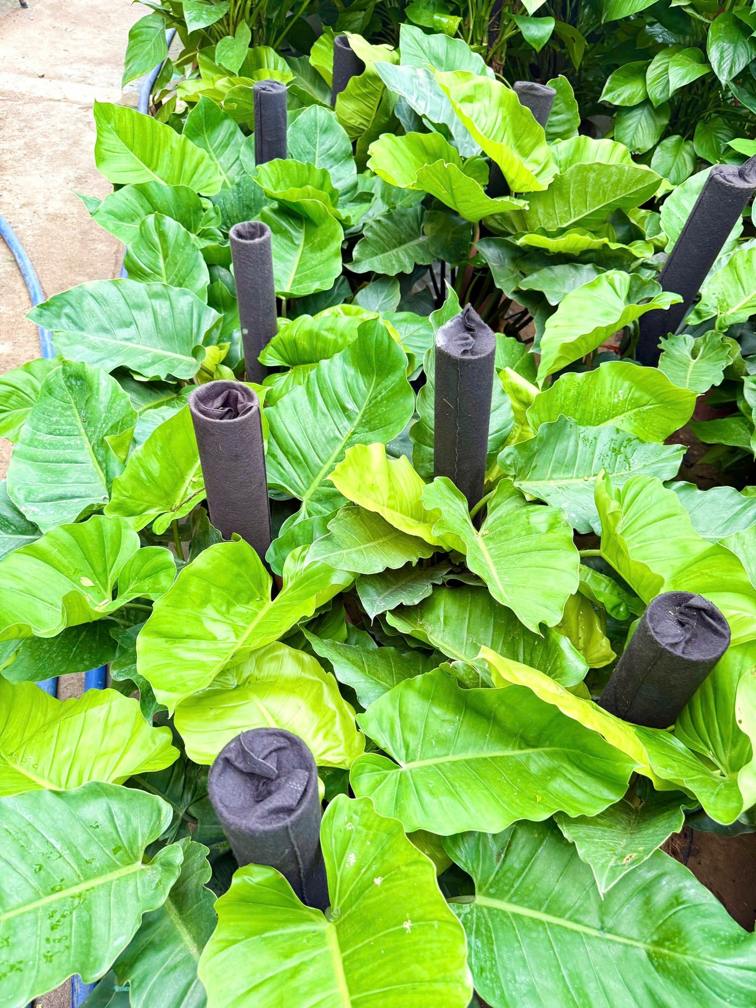 CHẬU CÂY TRẦU BÀ SUBIN -Philodendron Subincisum CHẬU CÂY TRẦU BÀ SUBIN -Philodendron Subincisum