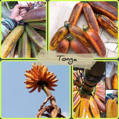 Cây giống " CHUỐI Tonga Indo " NHẬP KHẨU - cây con tách mẹ