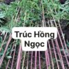 Cây Giống trúc hồng ngọc siêu hiếm