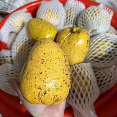 Cây giống bình bát (na xiêm)
