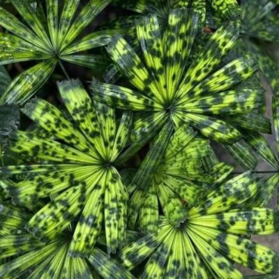 cây giống cọ vân LANONIA DASYANTHA (Licuala sp. "Kalimantan Mottled" ) hàng rừng Việt Nam