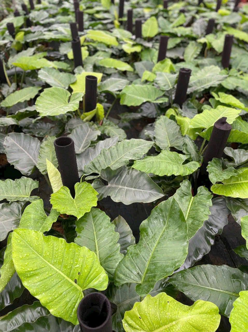 CHẬU CÂY TRẦU BÀ SUBIN -Philodendron Subincisum CHẬU CÂY TRẦU BÀ SUBIN -Philodendron Subincisum