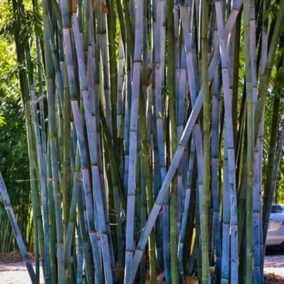 Hạt Giống tre Biru Indo - Bambu Biru F1 nhập khẩu