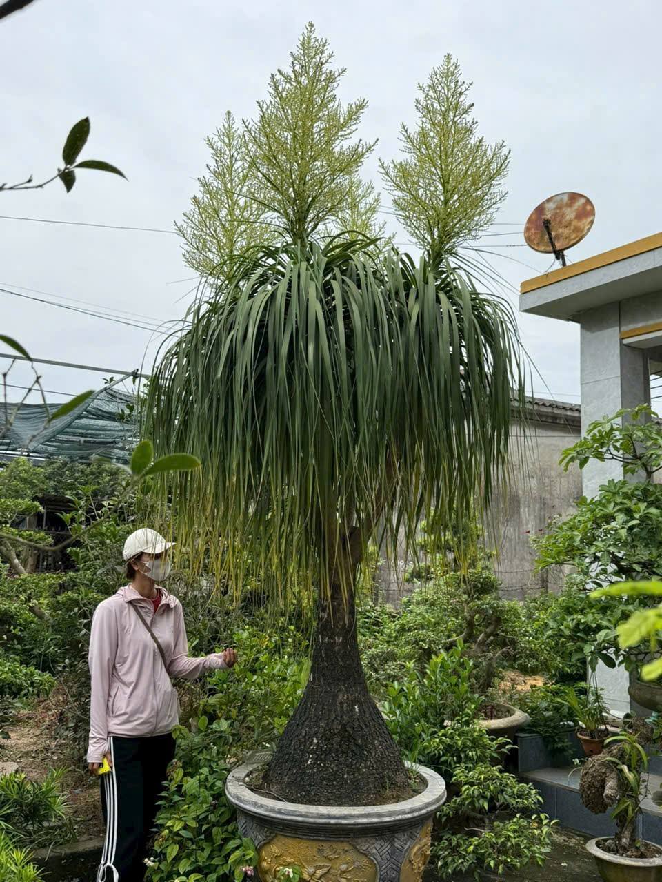 CÂY LAN BÌNH RƯỢU ( NÁNG ĐẾ ) CÂY TO ĐANG HOA ĐẸP CÂY LAN BÌNH RƯỢU ( NÁNG ĐẾ ) CÂY TO ĐANG HOA ĐẸP