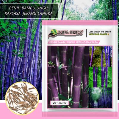 Hạt Giống trúc đen Ungu Indo F1 (Bambu Ungu) nhập khẩu