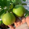 Cây giống " CHANH NGỌT VỊ CAM XOÀN " NHẬP KHẨU