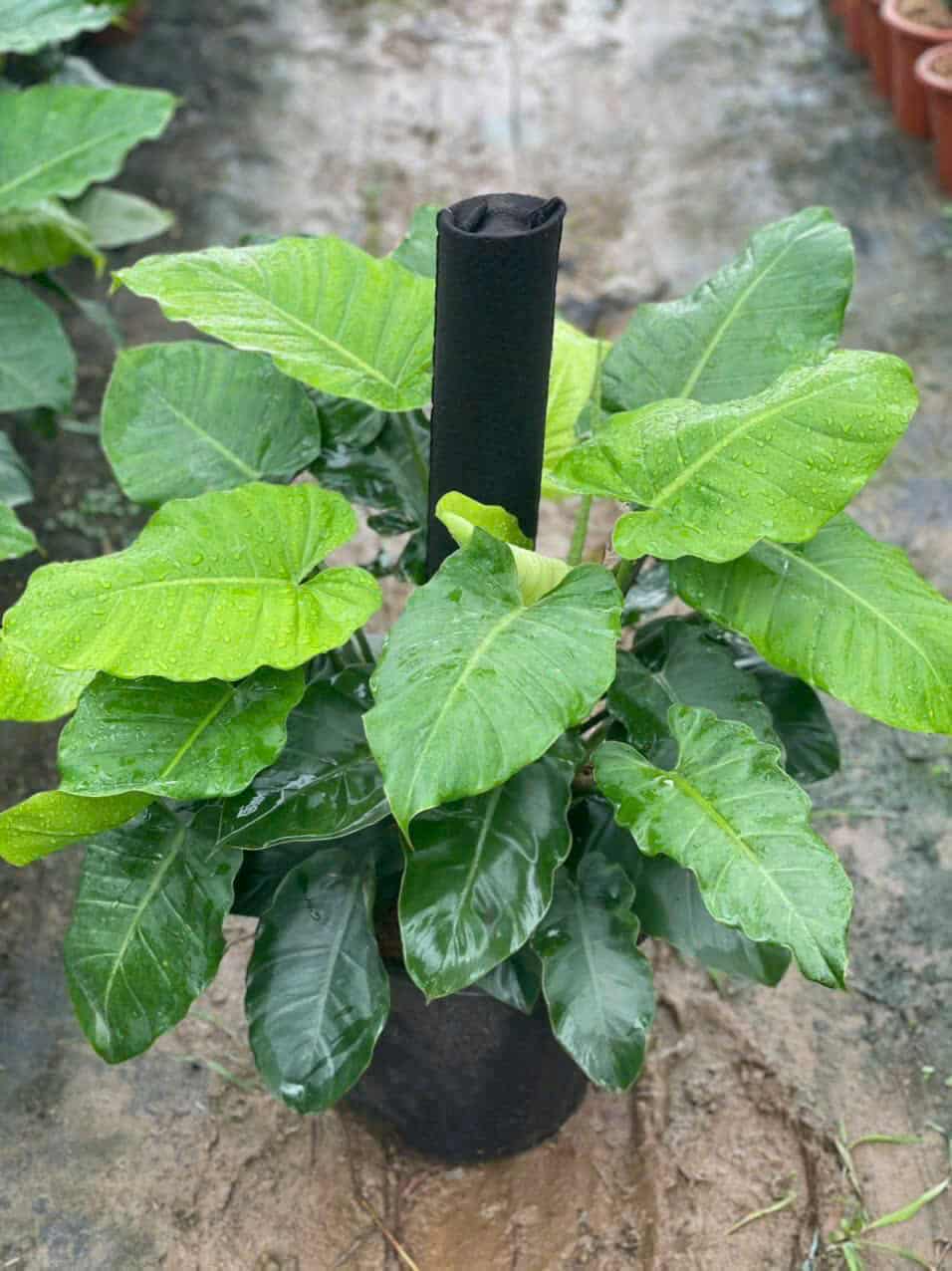 CHẬU CÂY TRẦU BÀ SUBIN -Philodendron Subincisum CHẬU CÂY TRẦU BÀ SUBIN -Philodendron Subincisum