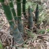 Cây giống tre tứ quý cho măng quanh năm