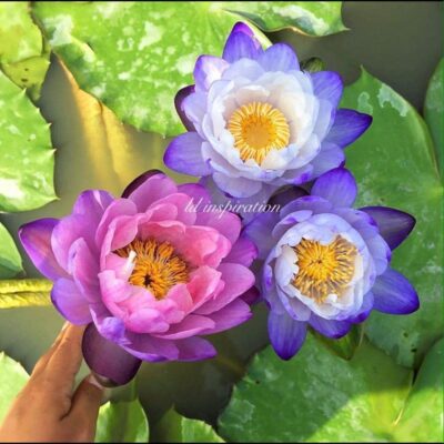 Cây Giống hoa súng Úc đổi màu