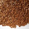 HẠT GIỐNG CÂY HOA PHƯỢNG VÀNG  - 1KG
