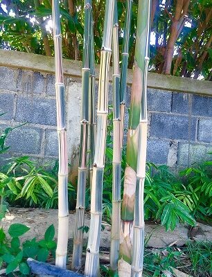 Cây giống tre bambusa sp ‘” Candy ” - tre Tầm vông kẹo sữa nhập khẩu