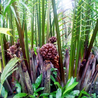 Cây giống dừa nước