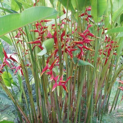 Hoa Chuối Pháo Heliconia rauliniana - củ giống