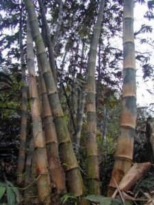 Cây giống tre bương mốc - Dendrocalamus aff. sinicus Chia