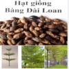 HẠT GIỐNG CÂY BÀNG ĐÀI LOAN - 1KG