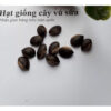 HẠT GIỐNG CÂY VÚ SỮA TÍM, TRẮNG - 1KG