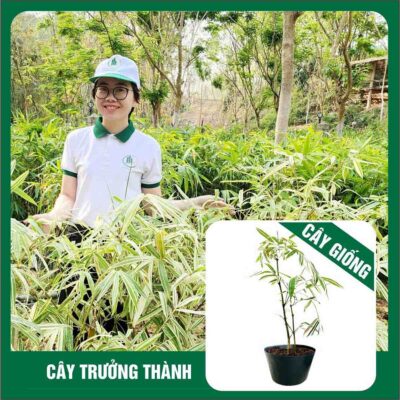 Gigantochloa Auregulata “Dang Karnjana” - Tre đẹp nhất Thái Lan