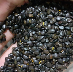 HẠT GIỐNG CÂY KEO LAI - 1KG