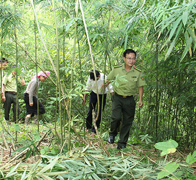 CÂY SẶT , CÂY MĂNG SẶT