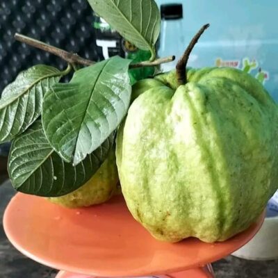 CÂY GIỐNG ỔI MẬT THỦY ĐÀO