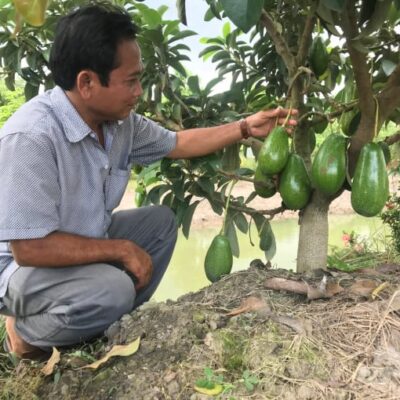 CÂY GIỐNG BƠ LÙN THANH SƠN SIÊU SỚM