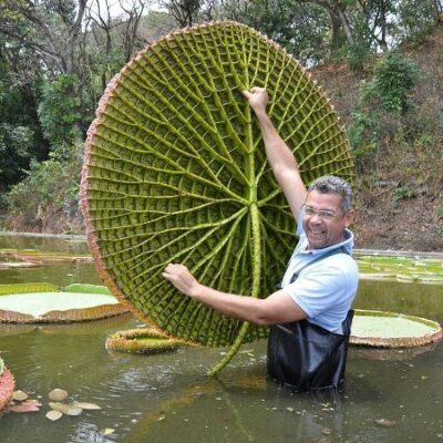 HẠT GIỐNG , CÂY GIỐNG SEN VUA, SÚNG NIA, SEN VICTORIA CÓ THỂ ĐỠ ĐƯỢC NGƯỜI NẶNG 80KG
