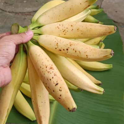 Cây giống " Chuối Iholena Hawaii " NHẬP KHẨU - cây con tách mẹ