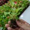 CÂY GIỐNG HOA THU HẢI ĐƯỜNG LÁ XANH ƯƠM HẠT
